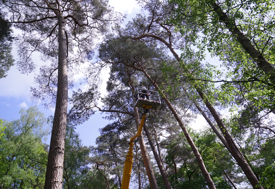 1-gruener-raum-der-erinnerung-lauheide.jpg